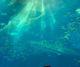 海と文化をまるっと味わう沖縄旅